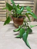 LIVE Pothos in Terra Cotta Pot (F)