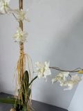 Faux Miniature Orchids in Terra Cotta Pot