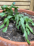 LIVE Christmas Cactus in Terra Cotta Pot