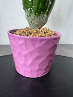 Faux Aloe Plant in Purple Ceramic Planter