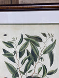 Mark Catesby Custard Apple Botanical Print