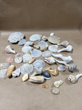 Seashell Lot (C)