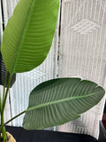 Artificial Bird Of Paradise Plant