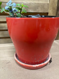 (A) LIVE Succulent Plant in Orange Pot