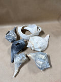 6 Piece Large Seashell Lot
