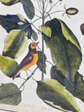 Mark Catesby Print of The Hooded Titmouse