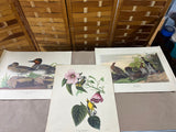 15 Audubon Prints ***Read Description***
