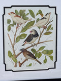 Pair of Bird Prints