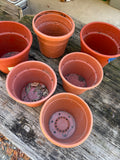 Lot of Six Plastic Planters