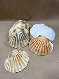 Lot Of 12 Seashells