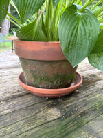(A)Aged Terracotta Planter w/Mature Hosta Plant