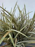 Artificial Grass Plant in Faux Stick Bundle