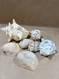 (B) Lot Of Seashells — 7 Shells