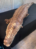 Sunny & Co. Large Plush Alligator