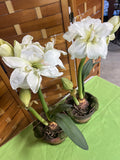 Pair of Faux White Amaryllis Flowers in Ceramic Pot (B)