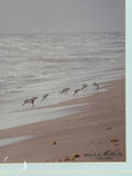Shell Crackers Photo Print by Michele Messick; Signed & Numbered (48/150)