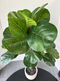 Artificial Fiddle Leaf Tree in Stone Pot