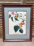 Blue Winged Yellow Warbler Audubon Print - High Quality Reproduction