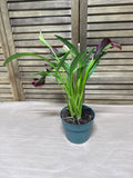 LIVE Potted Lilly Plant