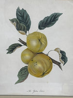 “The Yellow Elliot” Botanical Fruit Print