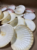 Seashell Lot - 16 Pieces