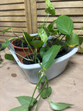 Lot of LIVE Pothos in Plastic Pots  (G)
