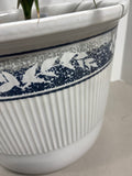 LIVE Dracaena Plant in Ceramic Pot