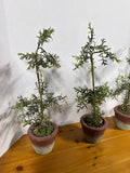 Artificial Potted Trees - Set Of 3