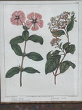 Bombay Company Botanical Print (C)