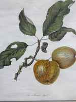 The Bennett Apple Botanical Fruit Print