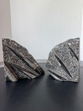 Pair of Polished Orthoceras Cephalopod Fossil Inlay Heavyweight Limestone Bookends