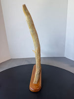 Signed Moose Antler Carving