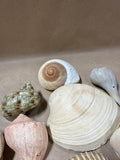 (A) Lot Of Seashells — 13 Pieces