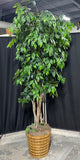 7FT Artificial Ficus Tree in Basket Planter