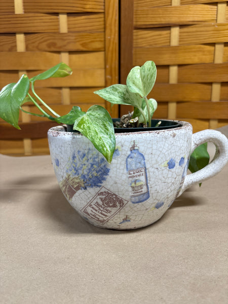 LIVE Pathos in Coffee Mug Planter