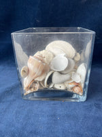 Square Glass Vase w/Seashells