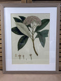 Botanical Print (A)