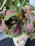 Faux Greenery in Textured Terracotta Pot