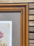 Botanical of Tulips