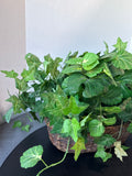Artificial Ivy Greenery In Basket