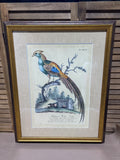 The Painted Pheasant