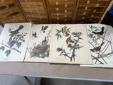15 Audubon Prints ***Read Description***