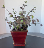 Faux Ruby Loropetalum in Brick Red Ceramic Pot