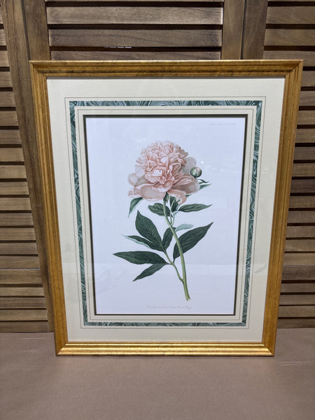 (B) Botanical Print