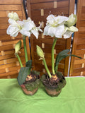 Pair of Faux White Amaryllis Flowers in Ceramic Pot (B)