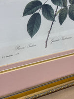Rose Botanical Print