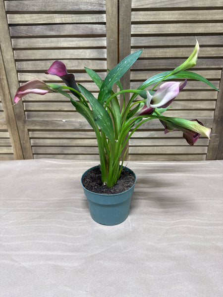 LIVE Potted Lilly Plant