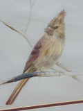 Pair of Male & Female Cardinal Drawings