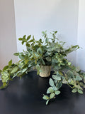 Artificial Cascading Fittonia Leaf Plant in Textured Paper Mache Pot