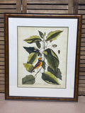 Mark Catesby Print of The Hooded Titmouse